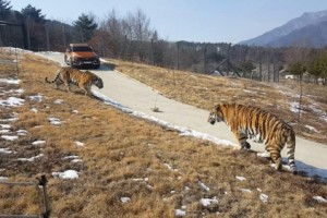 SoKor to open Asia's biggest arboretum with Siberian tigers next week 